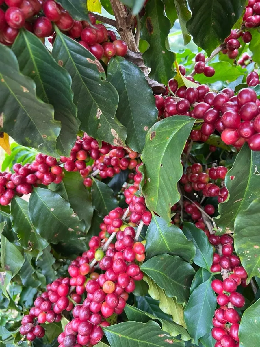 Racimos de café rojo