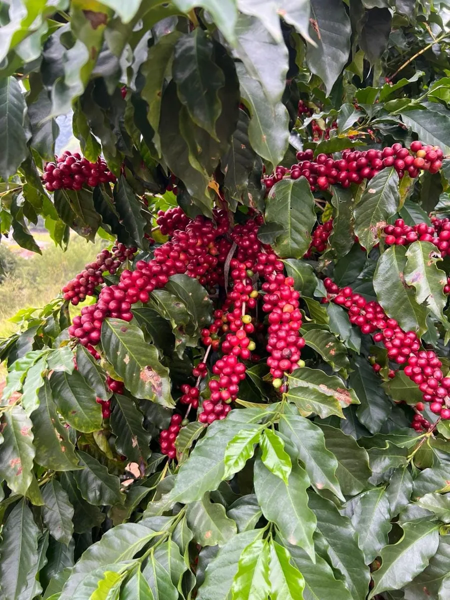 Cerezas de café maduras en la planta