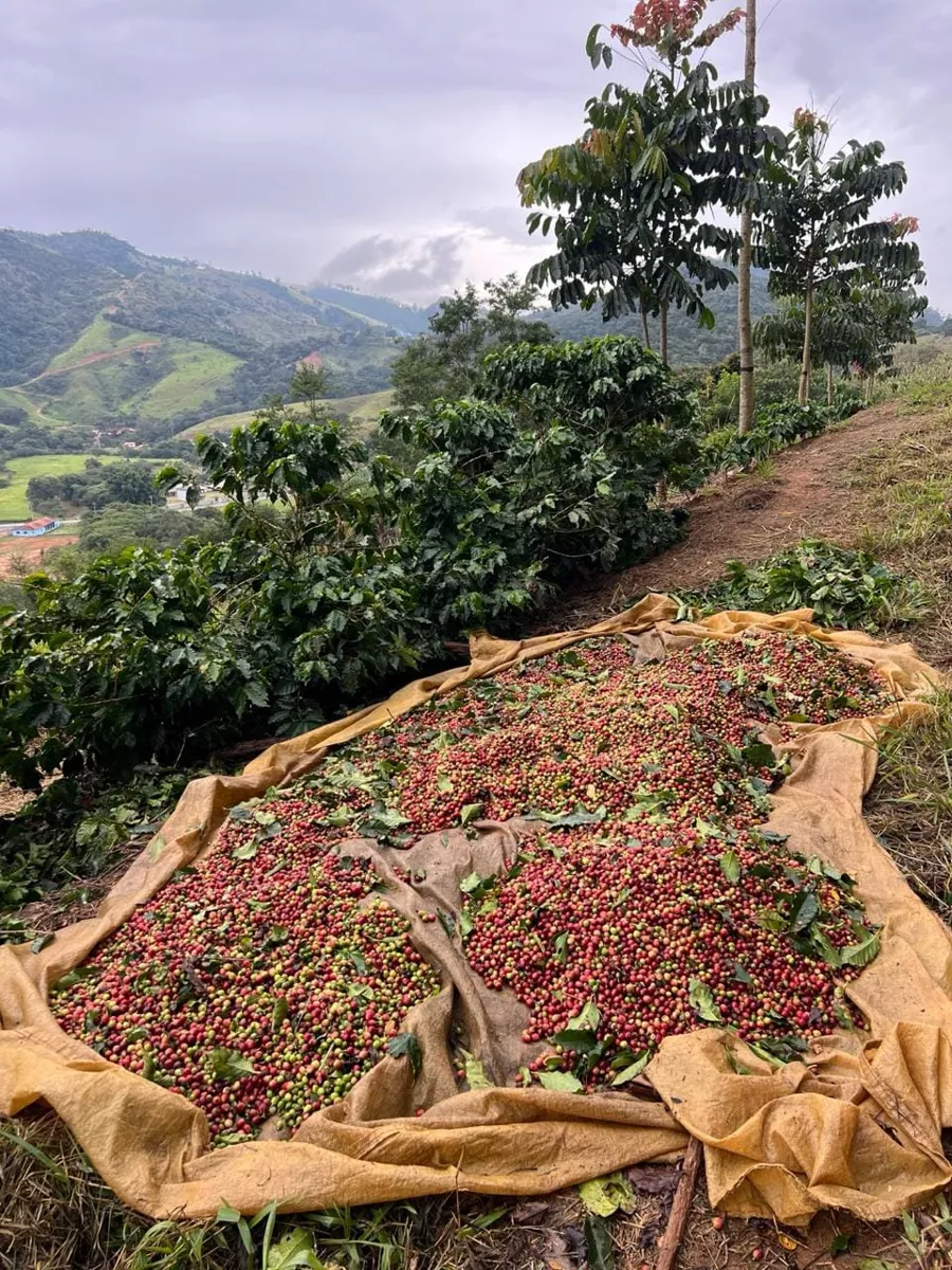 Cosecha de café sobre lona en la ladera