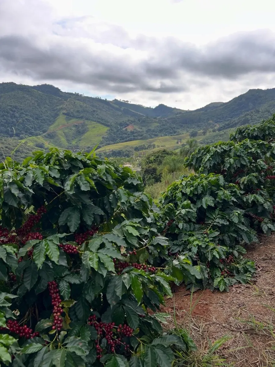 Cafetales en las montañas