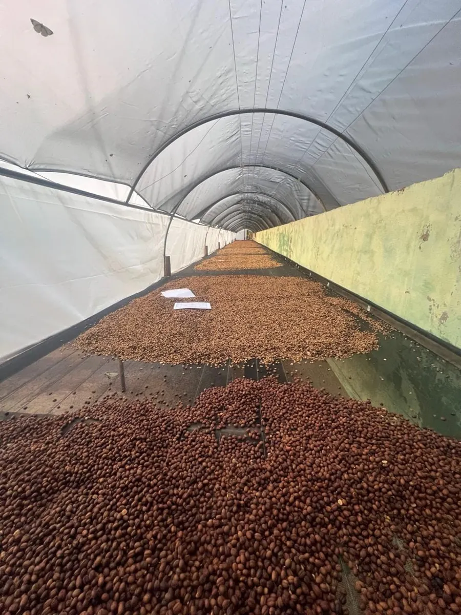 Secado de café en invernadero